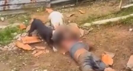 Pitbulls pertencem a familiares da vítima, moradora da zona leste, que podem responder por negligência na guarda de animais perigosos