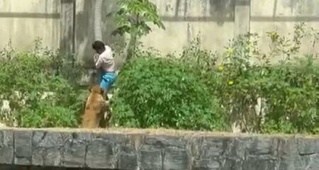 Logo após invadir o local, o homem é atacado pelo animal. A identidade da vítima ainda não havia sido divulgada pela polícia