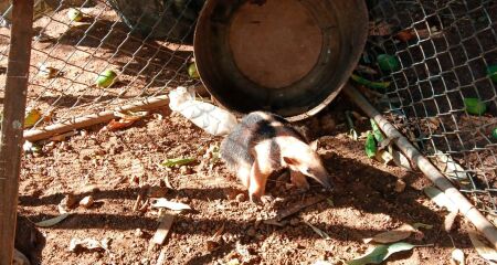 Tamanduá-mirim é resgatado por bombeiros após ser encontrado no quintal de casa em Corumbá