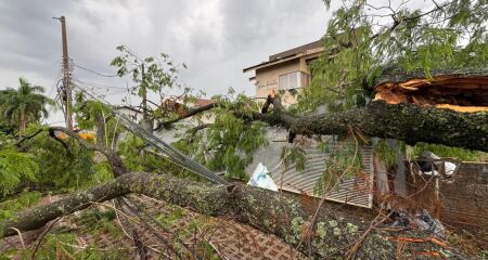 Moradores tentaram evitar o pior, mas prefeitura negou corte de árvore