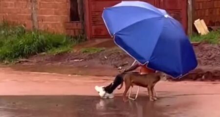 Chuvas que atingiram a região transformaram rua em rio