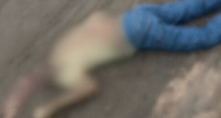 O acidente aconteceu às margens da rodovia