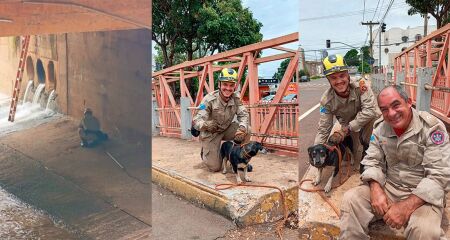 Animal foi salvo após 40 min de tentativa de resgate