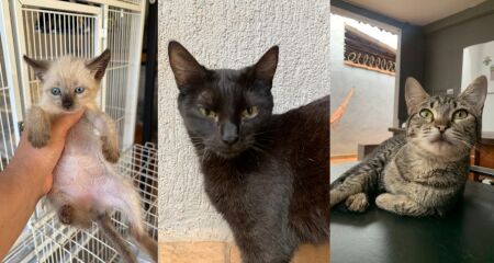 Ação da ONG Amicats oferece cerca de 20 gatos resgatados à espera de um lar responsável