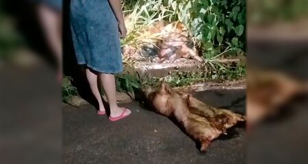 Quatro porcos foram encontrados descartados próximo à Rua Três Marias, gerando fortes reclamações de moradores da região