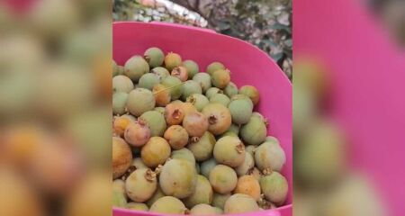 Um pouquinho do cerrado é colhida no quinta de casa