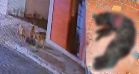 Mais de 10 gatos teriam sido atacados pela 'gangue'