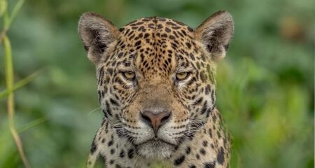 O Dia Internacional da Onça-Pintada é celebrado todo dia 29 de novembro