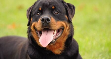 O animal teria escapado de casa