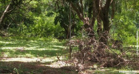 APP tem nascentes e estava degradada