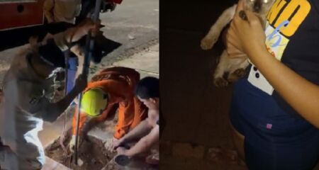 O felino ficou preso a uma profundidade de aproximadamente 4 metros