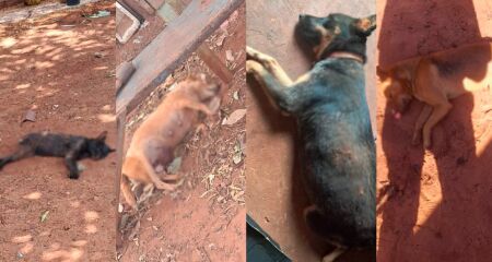 Polícia encontrou na casa do suspeito alimentos adulterados e frascos contendo veneno