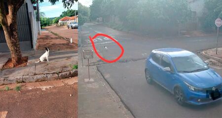 Imagens mostram animal completamente desorientado após abandono