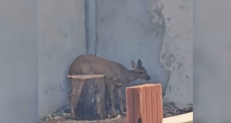 Aparição do animal mobilizou equipes e chamou a atenção de quem passava pelo local