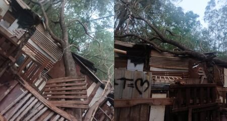 Árvore cai em casa improvisada