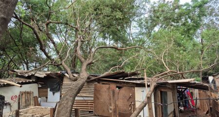 Duas casas são destruídas por árvore 