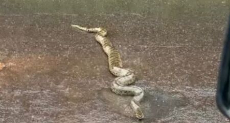 Animal foi flagrado 'bem de boa' no meio da rua em Bonito
