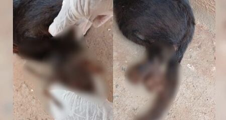 Voluntários de ONG foram acionados e cobram investigação rigorosa das autoridades