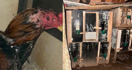 O caso foi descoberto neste segunda após denuncias anônimas 