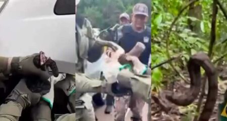 Uma jiboia foi resgatada