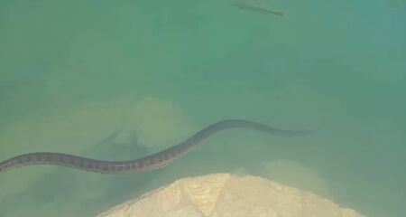 Animal estava 'bem de boas' nadando no Balneário Municipal