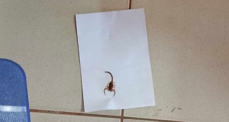 Escorpião aparece no posto das Moreninhas e vira atração indesejada