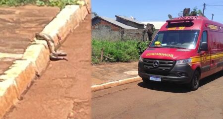 Jiboia não foi encontrada no local