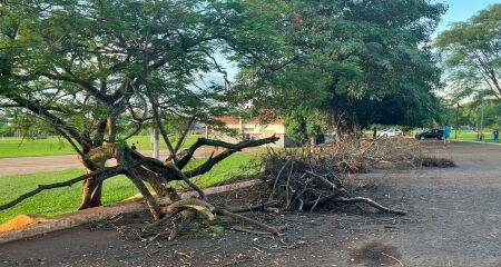 Moradores reclamam de risco de acidentes e cobram retirada dos galhos na pista de corrida