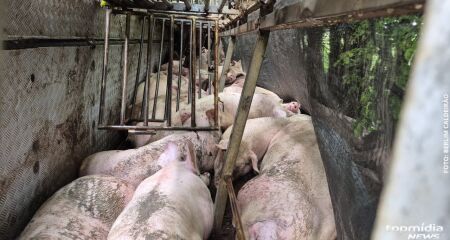 Carreta com 200 porcos tomba na BR 163 por causa de buraco na via 