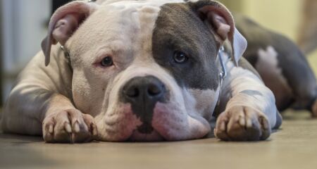 Tutor relatou que seu animal foi arrastado e gravemente ferido; respons&aacute;vel pelo c&atilde;o agressor foi levado &agrave; delegacia