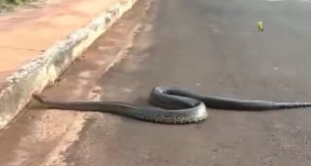 Serpente chamou aten&ccedil;&atilde;o de quem passava pelo local na tarde desta sexta-feira