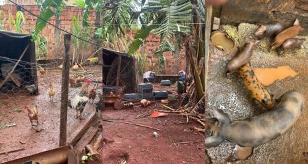 Dejetos dos animais eram descartados no esgoto comum