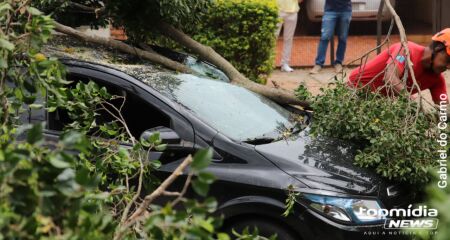 Queda de &aacute;rvore tamb&eacute;m atingiu ve&iacute;culo de entregas