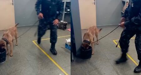 Costelas do animal aparecem em imagens enviadas ao TopM&iacute;diaNews