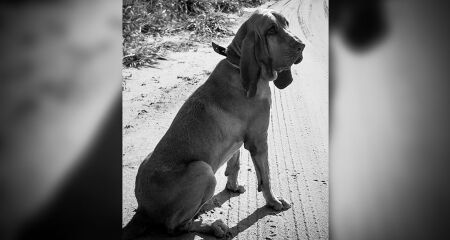 A despedida foi feita nas redes sociais e comoveu os seguidores