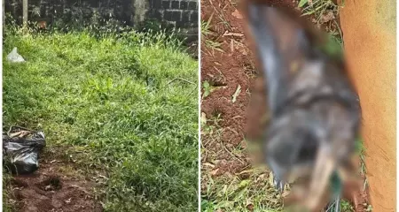 A cadelinha foi encontrada dentro de um saco preto, j&aacute; sem vida, na casa da jovem 