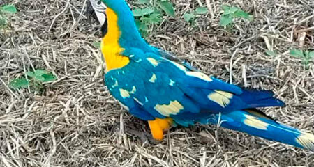 A ave apareceu na fazenda Vertente Cumprida e chamou aten&ccedil;&atilde;o pela plumagem inusitada