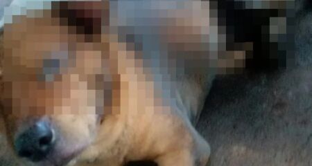 Segundo a Pol&iacute;cia Civil de Goi&aacute;s, o caso &eacute; investigado como maus-tratos; o cachorro ficou com graves queimaduras pelo corpo
