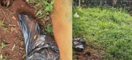 Cadela era mantida presa, sem abrigo e exposta ao sol e &agrave; chuva; animal foi encontrado morto dentro de saco de lixo em S&atilde;o Gabriel do Oeste
