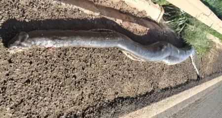 A causa da morte foi um atropelamento enquanto o animal tentava atravessar a via 