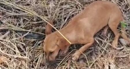 Moradora sentiu impot&ecirc;ncia e tristeza pela situa&ccedil;&atilde;o em que encontrou o animal