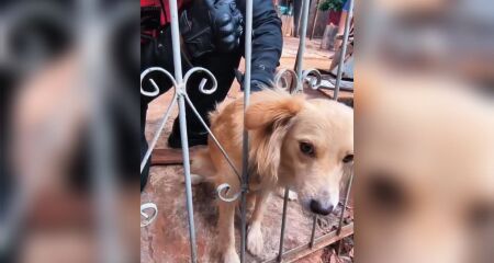 Equipe do Motossocorro dos bombeiros precisaram resgatar o curioso