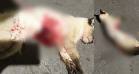 Moradora afirma j&aacute; ter visto os mesmos c&atilde;es circulando pela regi&atilde;o em outras ocasi&otilde;es