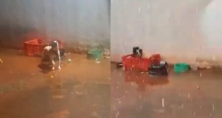 O animal estaria pegando chuva e sol no quintal de um im&oacute;vel, sem qualquer tipo de prote&ccedil;&atilde;o