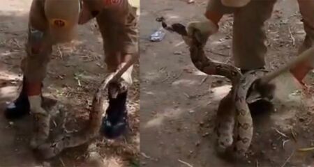 O animal foi capturado em seguran&ccedil;a pelo Corpo de Bombeiros do munic&iacute;pio 