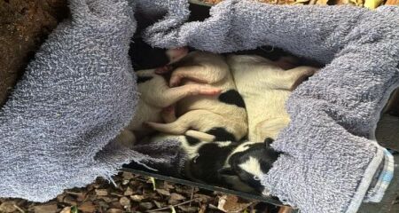 Em vis&iacute;vel estado de embriaguez, ela estava com uma caixa cheia de cachorrinhos quando foi abordada pela Pol&iacute;cia Militar 