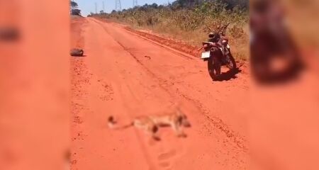 O condutor do ve&iacute;culo alega que o animal teria saltado contra a sua moto quando foi atropelado 