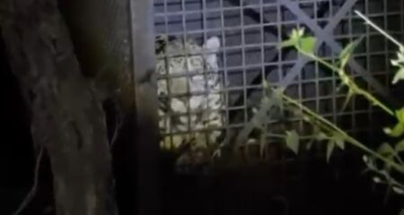O animal foi capturado utilizando gaiola de conten&ccedil;&atilde;o e uso de isca