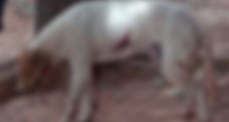 Suspeito negou tiro, mas pol&iacute;cia encontrou arma de fogo na casa do homem