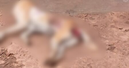 O animal ficou agonizando no local, sem receber os devidos cuidados